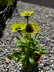 Jeżówka purpurowa "Verdana' - Echinacea purpurea 'Verdana'