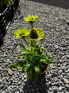 Jeżówka purpurowa "Verdana' - Echinacea purpurea 'Verdana'