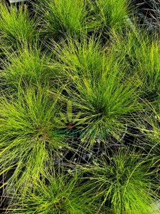 Kostrzewa ametystowa - Festuca amethystina