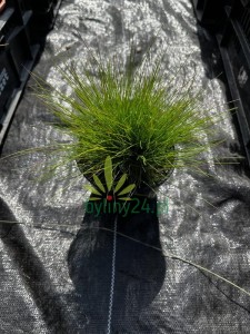 Kostrzewa ametystowa - Festuca amethystina