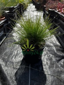 Kostrzewa ametystowa - Festuca amethystina