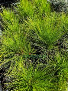 Kostrzewa ametystowa - Festuca amethystina