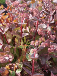 Rozchodnik karpacki 'Red Cauli' - Sedum telephium 'Red Cauli'