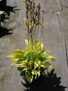 Funkia 'Lemon Lime' - Hosta 'Lemon Lime'