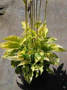 Funkia 'Lemon Lime' - Hosta 'Lemon Lime'