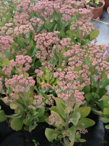 Rozchodnik karpacki  'Mr. Goodbud'  -  Sedum telephium "Mr. Goodbud"