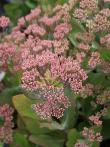 Rozchodnik karpacki  'Mr. Goodbud'  -  Sedum telephium "Mr. Goodbud"