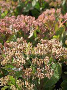 Rozchodnik karpacki  'Mr. Goodbud'  -  Sedum telephium "Mr. Goodbud"