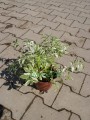 Wielosił rozesłany 'Touch of Class'  - Polemonium reptans 'Touch of Class'