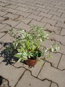 Wielosił rozesłany 'Touch of Class'  - Polemonium reptans 'Touch of Class'