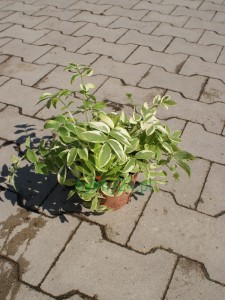 Wielosił rozesłany 'Stairway to Heaven' - Polemonium reptans 'Stairway to Heaven'