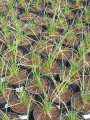 Trytoma groniasta 'Poco Orange' - Kniphofia uvaria  'Poco Orange' -
