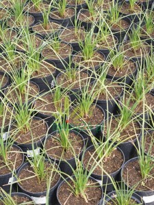 Trytoma groniasta 'Poco Orange' - Kniphofia uvaria  'Poco Orange' -
