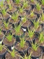 Trytoma groniasta 'Poco Red' - Kniphofia uvaria  'Poco Red'