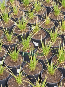Trytoma groniasta 'Poco Red' - Kniphofia uvaria  'Poco Red'