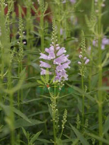 DSC04290.JPG