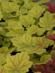 Żurawka ogrodowa 'Electra' - Heuchera hybrida 'Electra' 