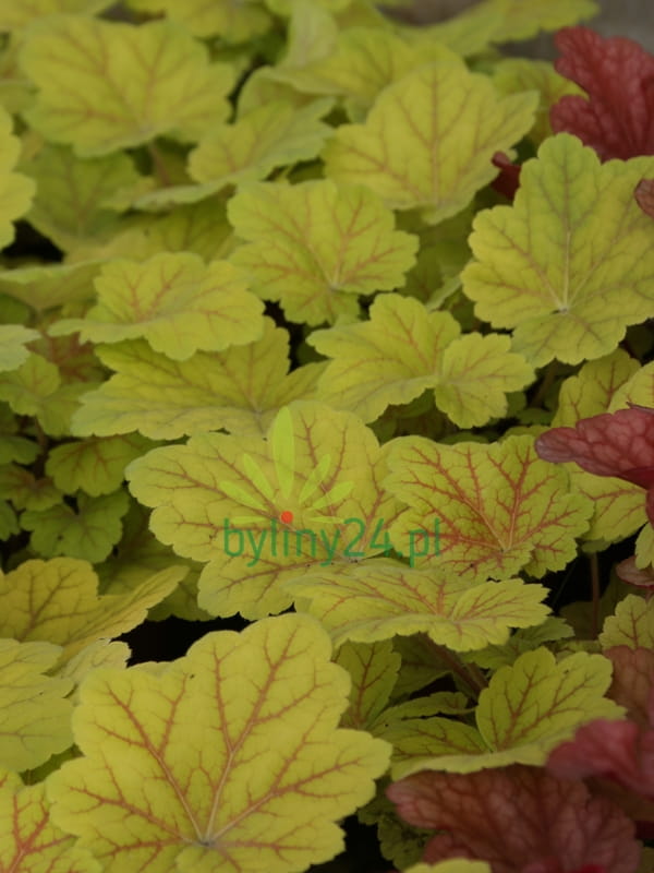 Żurawka ogrodowa 'Electra' - Heuchera hybrida 'Electra' 
