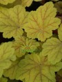DSC04423.JPG