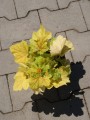 DSC04570.JPG