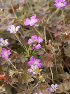 Bodziszek  ''Orkney Cherry''   -   Geranium ''Orkney Cherry''