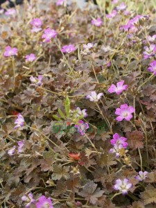 Bodziszek  ''Orkney Cherry''   -   Geranium ''Orkney Cherry''