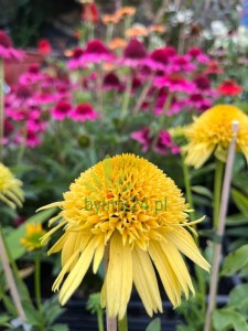 WhatsApp Image 2022-08-19 at 17.46.11 (6).jpeg