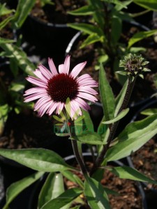Jeżówka purpurowa  "Sensation Blackpearl" - Echinacea "Sensation Blackpearl"