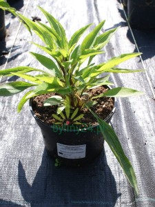 Jeżówka purpurowa  "Sensation Blackpearl" - Echinacea "Sensation Blackpearl"