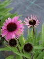 Jeżówka purpurowa  "Sensation Blackpearl" - Echinacea "Sensation Blackpearl"