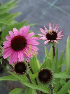 Jeżówka purpurowa  "Sensation Blackpearl" - Echinacea "Sensation Blackpearl"