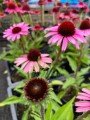 Jeżówka purpurowa  "Sensation Blackpearl" - Echinacea "Sensation Blackpearl"