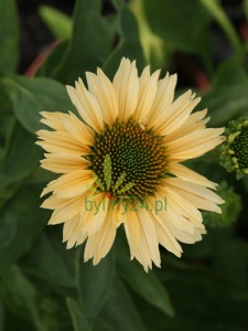 Jeżówka purpurowa "Sensation Mango" - Echinacea "Sensation Mango"