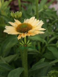 Jeżówka purpurowa "Sensation Mango" - Echinacea "Sensation Mango"