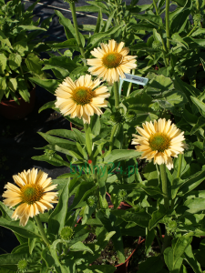 Jeżówka purpurowa "Sensation Mango" - Echinacea "Sensation Mango"