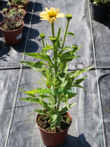 Jeżówka purpurowa "Sensation Mango" - Echinacea "Sensation Mango"