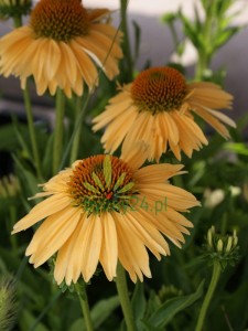 Jeżówka purpurowa  "Sensation Mango" - Echinacea "Sensation Mango"