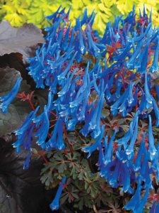 Kokorycz 'Blue Heron' - Corydalis 'Blue Heron' 