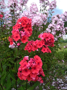 Phlox paniculata 'Tequila Sunrise'.png