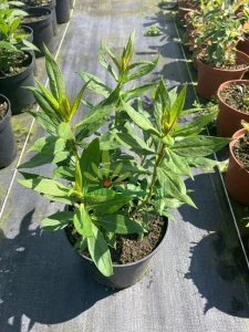 WhatsApp Image 2021-08-26 at 13.24.44 (8).png