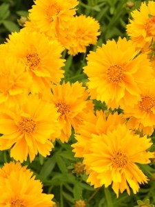 Nachyłek wielkokwiatowy 'Presto'-  Coreopsis  'Presto'
