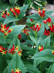 Spigelia "Little Redhead" - Spigelia marilandica "Little Redhead"