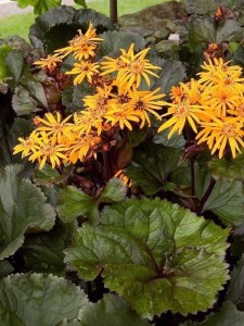 Języczka pomarańczowa 'Britt Marie Crawford'  - Ligularia dentata  'Britt Marie Crawford' 