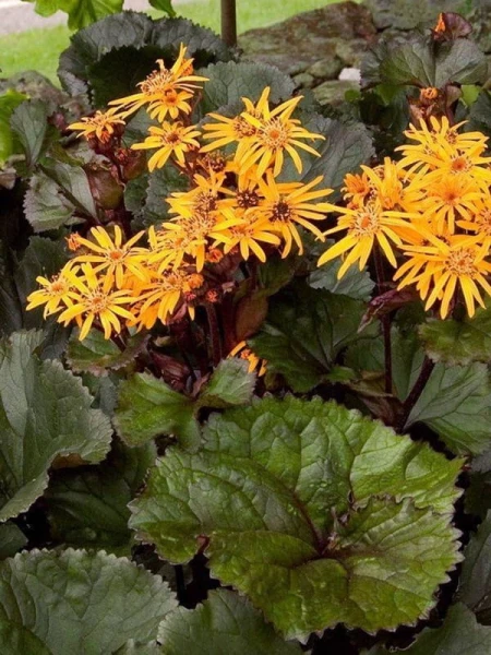 Ligularia dentata 'Britt Marie Crawford'1.jpeg