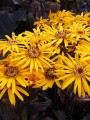 Ligularia dentata 'Britt Marie Crawford'.jpg