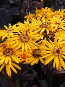 Ligularia dentata 'Britt Marie Crawford'.jpg