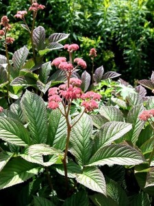 Rodgersja pierzasta 'Superba' - Rodgersia pinnata 'Superba' 