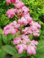 Rodgersia pinnata 'Superba.jpg