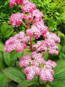 Rodgersia pinnata 'Superba.jpg