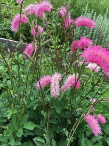 Krwiściąg hakusański ‘Lilac Squirrel’  - Sanguisorba hakusanensis ‘Lilac Squirrel’